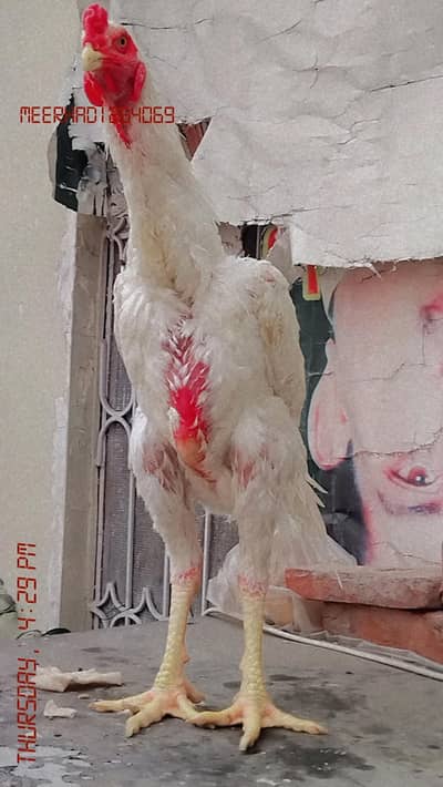 White heera