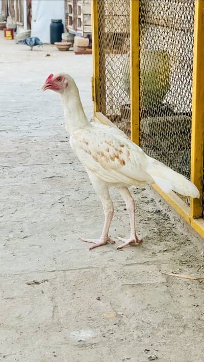 Boska patha for sale. Active and healthy