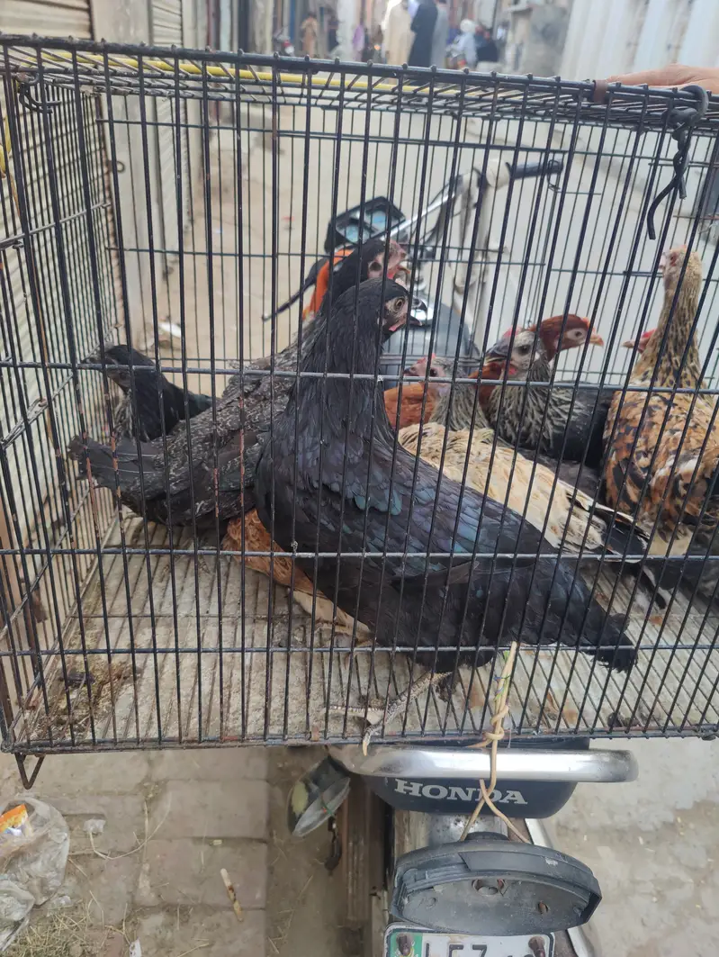 All ok and veccin dan and organic chicken — photo 2