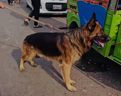 Show Quality German shephard Long Coat Male For sale
