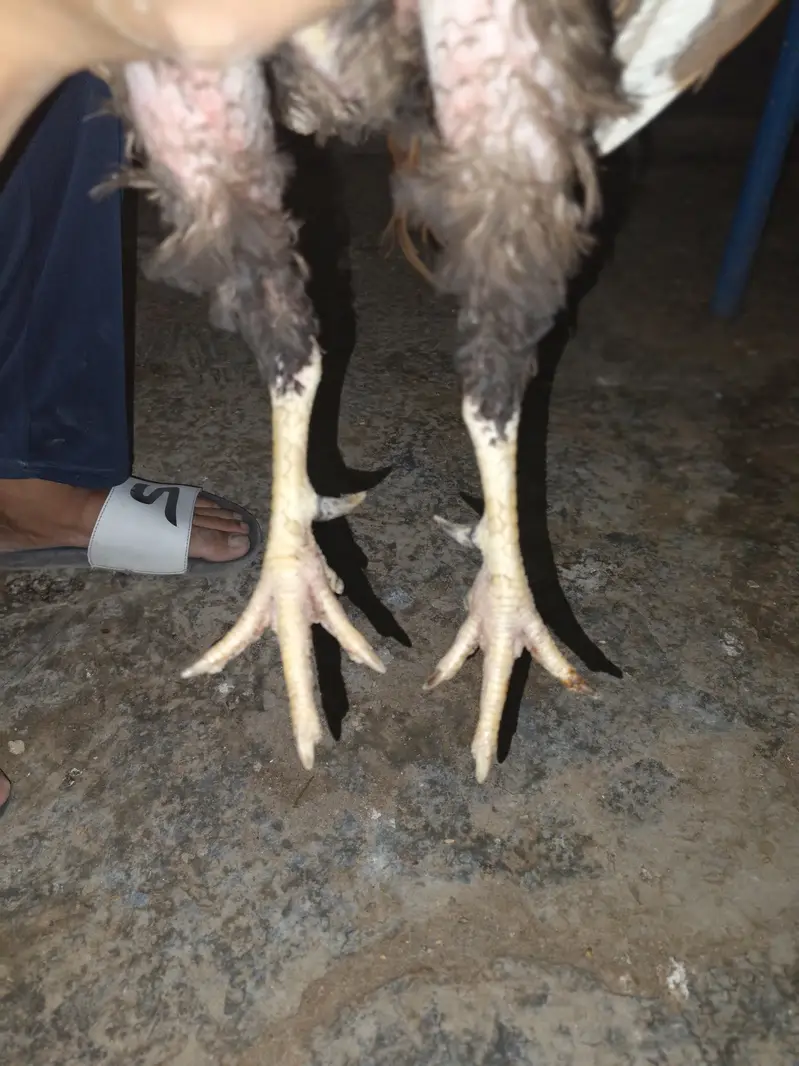 Kushk nail mian wali phatha — photo 2