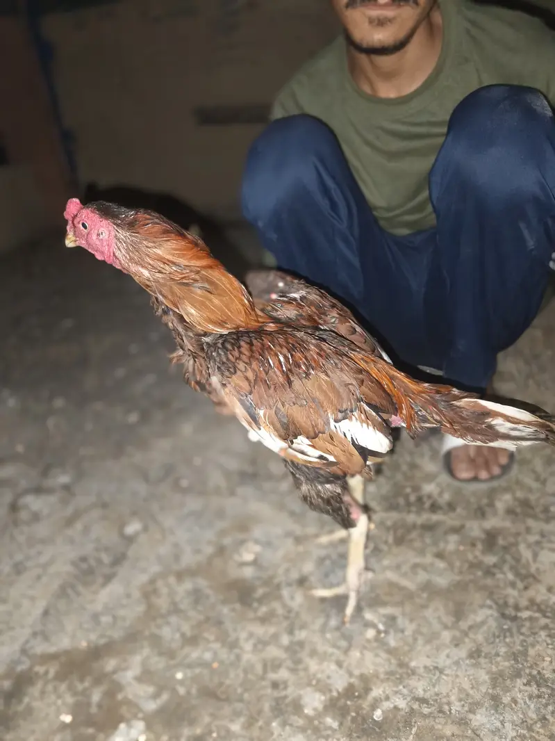 Kushk nail mian wali phatha — photo 3