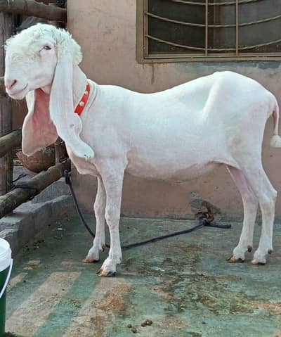 Pure Kajli Female for sale