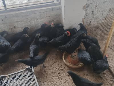 Australorp /lohman black