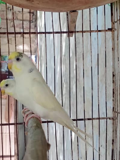 Aurstalian parrot