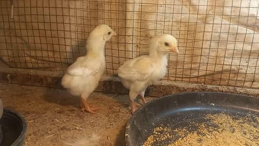 Paper White Heera Chicks Pair and Eggs 03204143422