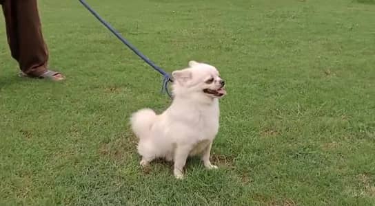 Top quality Pomeranian available for Pom lovers