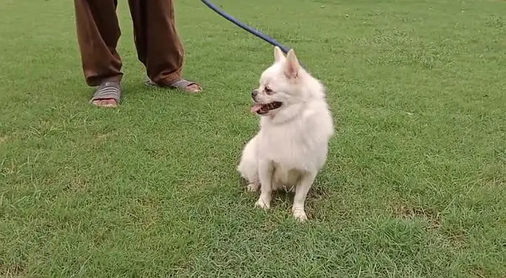 Top quality Pomeranian available for Pom lovers — photo 2