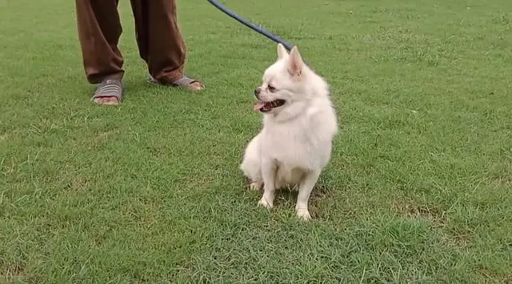 Top quality Pomeranian available for Pom lovers — photo 3