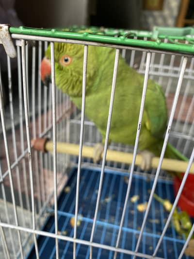 VIP parrot