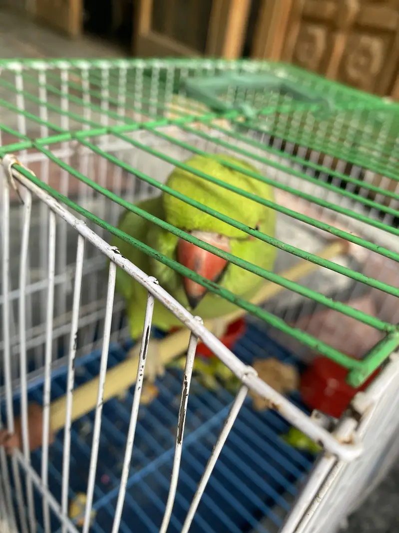 VIP parrot — photo 2