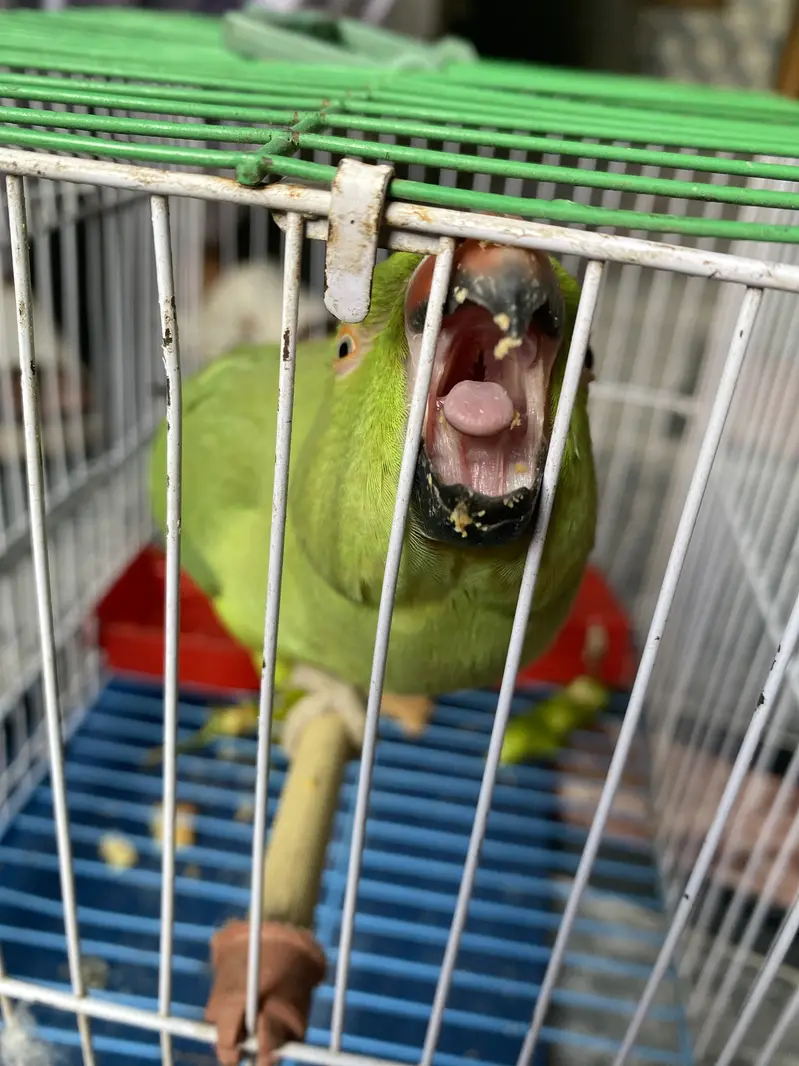 VIP parrot — photo 3