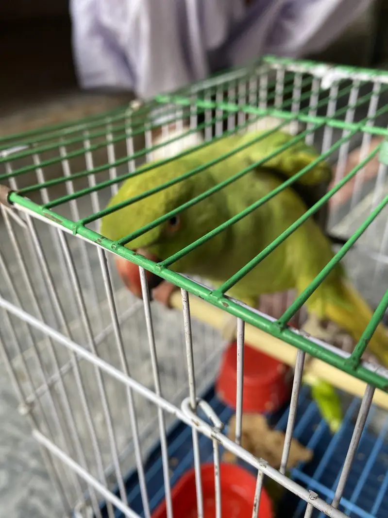 VIP parrot — photo 4