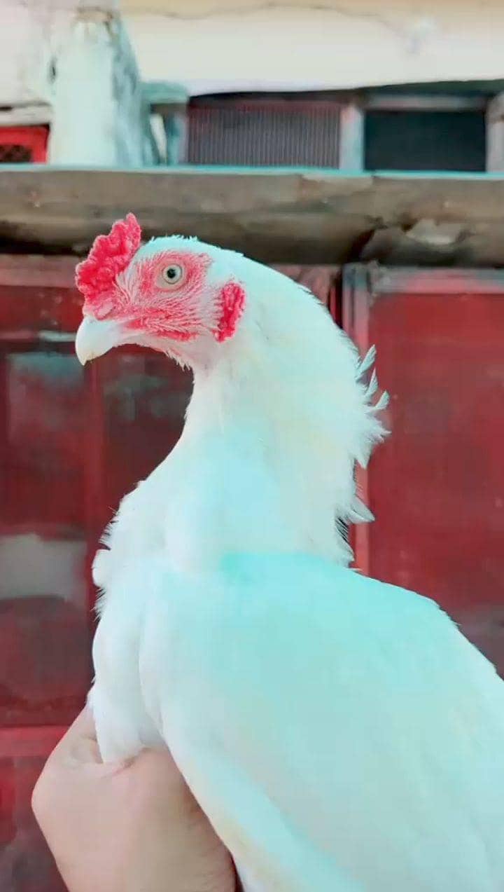 Hera patha available 0