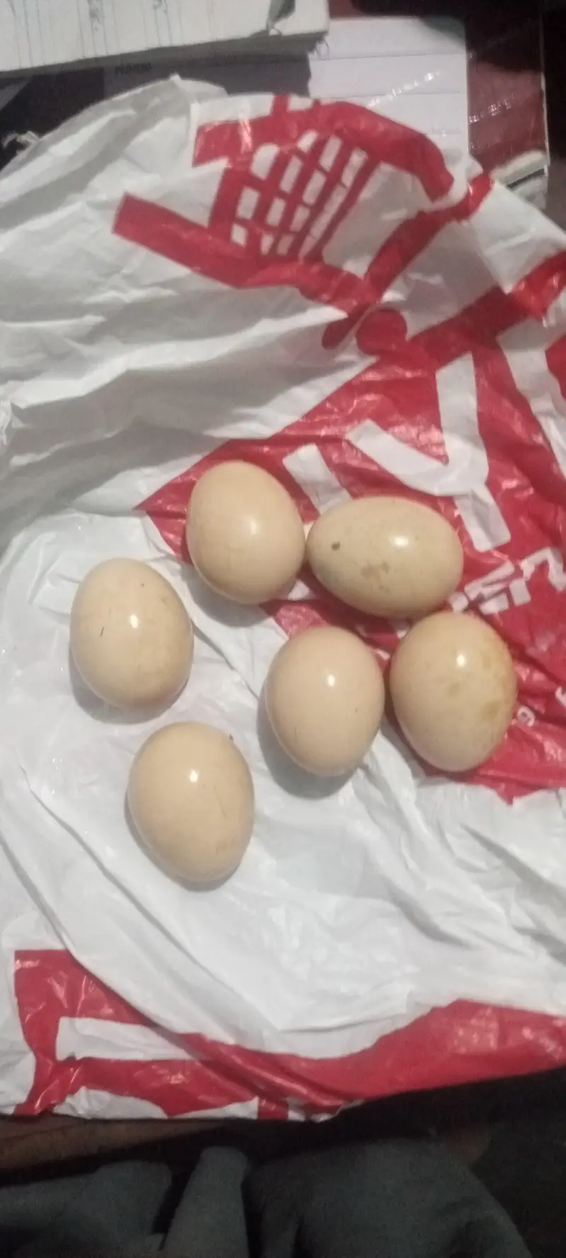 Hera eggs available and Hera patha available — photo 2