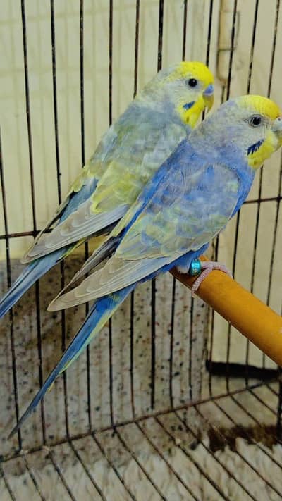 Rainbow Budgies Muave Male With Violet Female ( Australian Parrots).