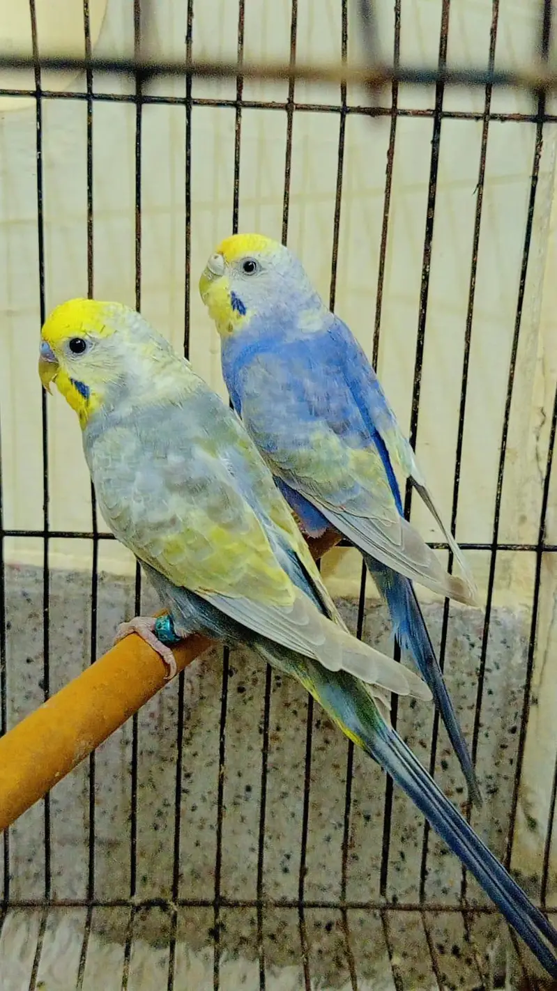 Rainbow Budgies Muave Male With Violet Female ( Australian Parrots). — photo 2