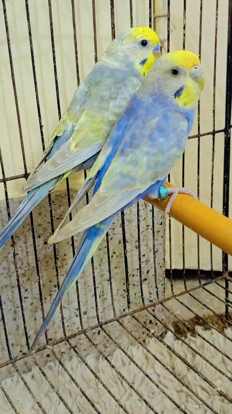 Rainbow Budgies Muave Male With Violet Female ( Australian Parrots). — photo 3