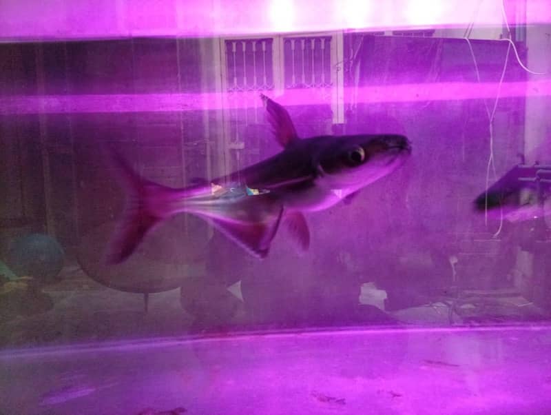 shark fish 0