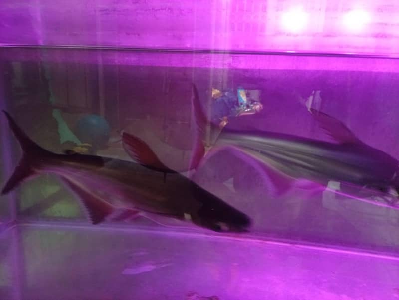 shark fish 1