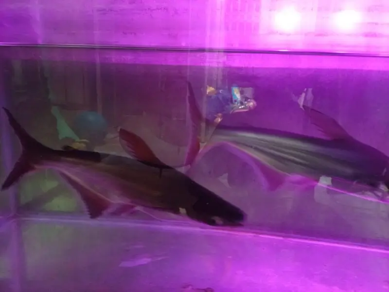 shark fish — photo 2