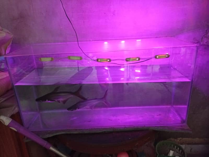shark fish 2