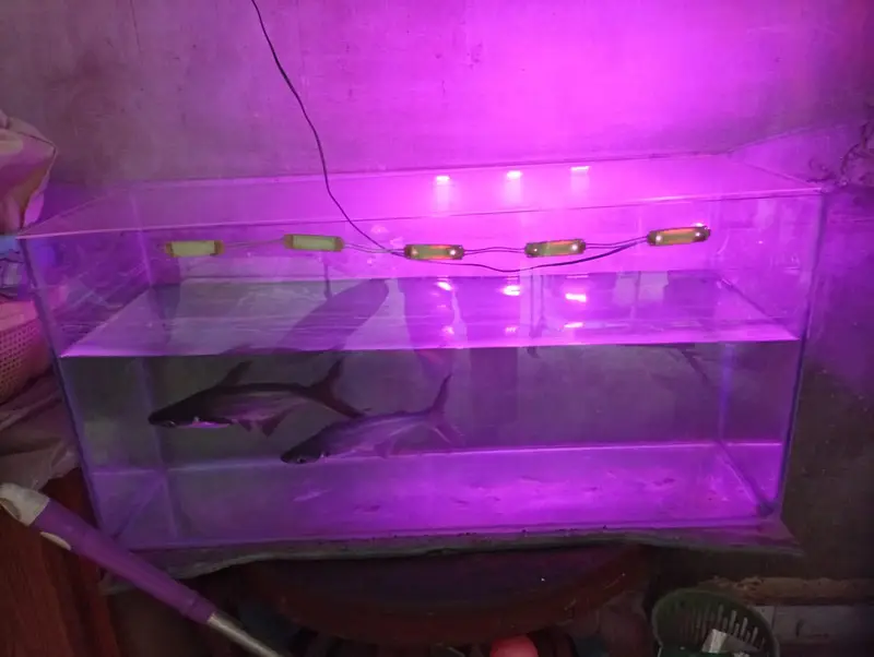 shark fish — photo 3