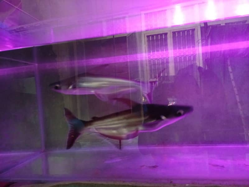 shark fish 3