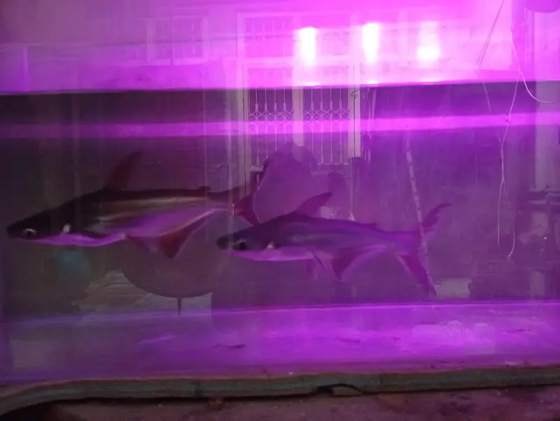 shark fish — photo 8