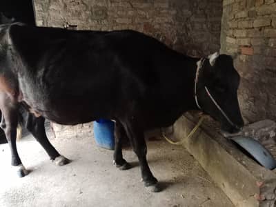 Cow for sale | number : 03325297015