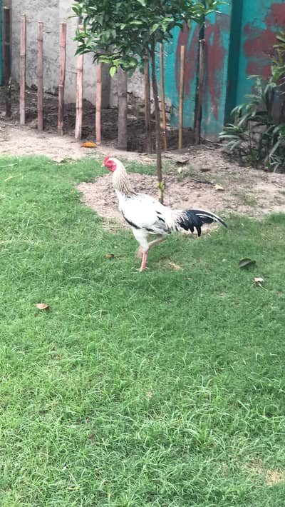 Aseel mianwali murgha patha murga for sale