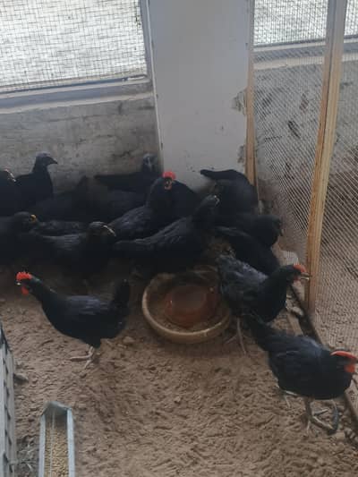 Australorp /lohman black / Golden misri