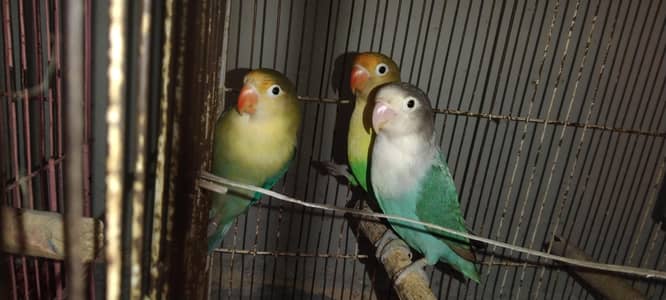 lovebirds pair 2 females 1 male breeder