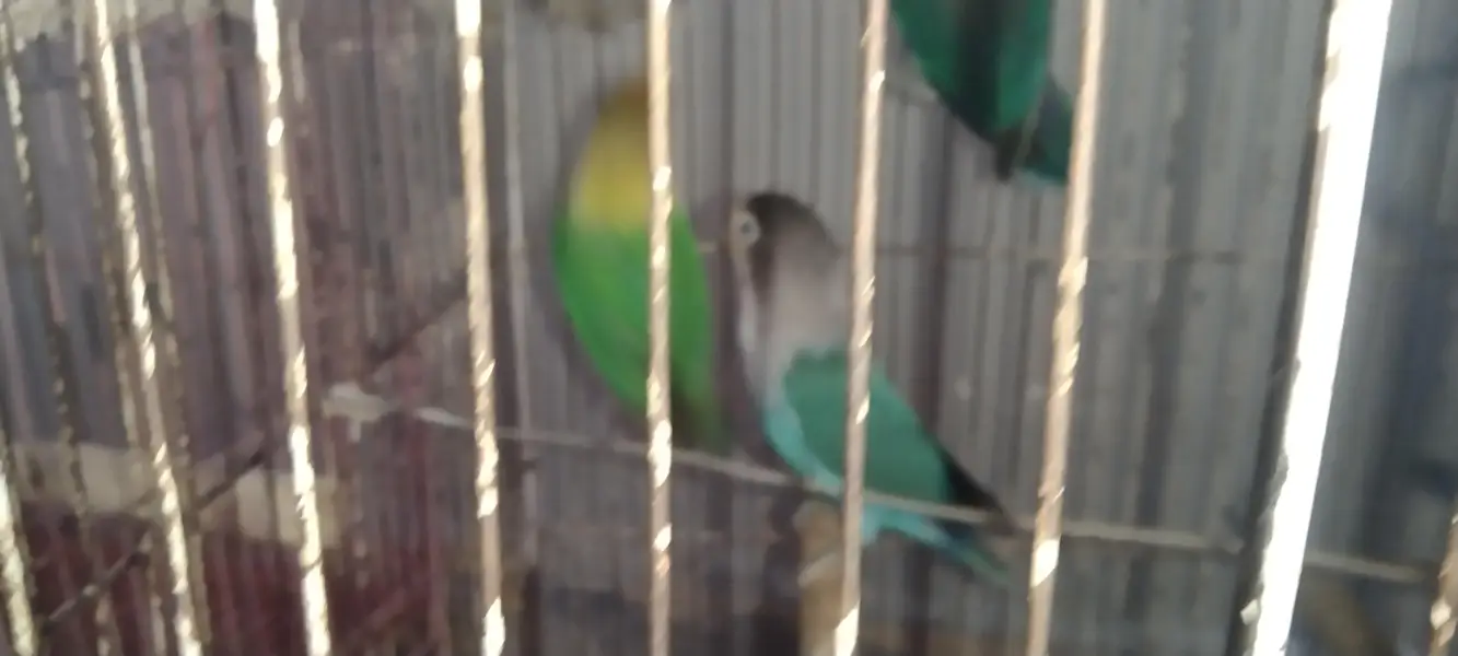 lovebirds pair 2 females 1 male breeder — photo 2