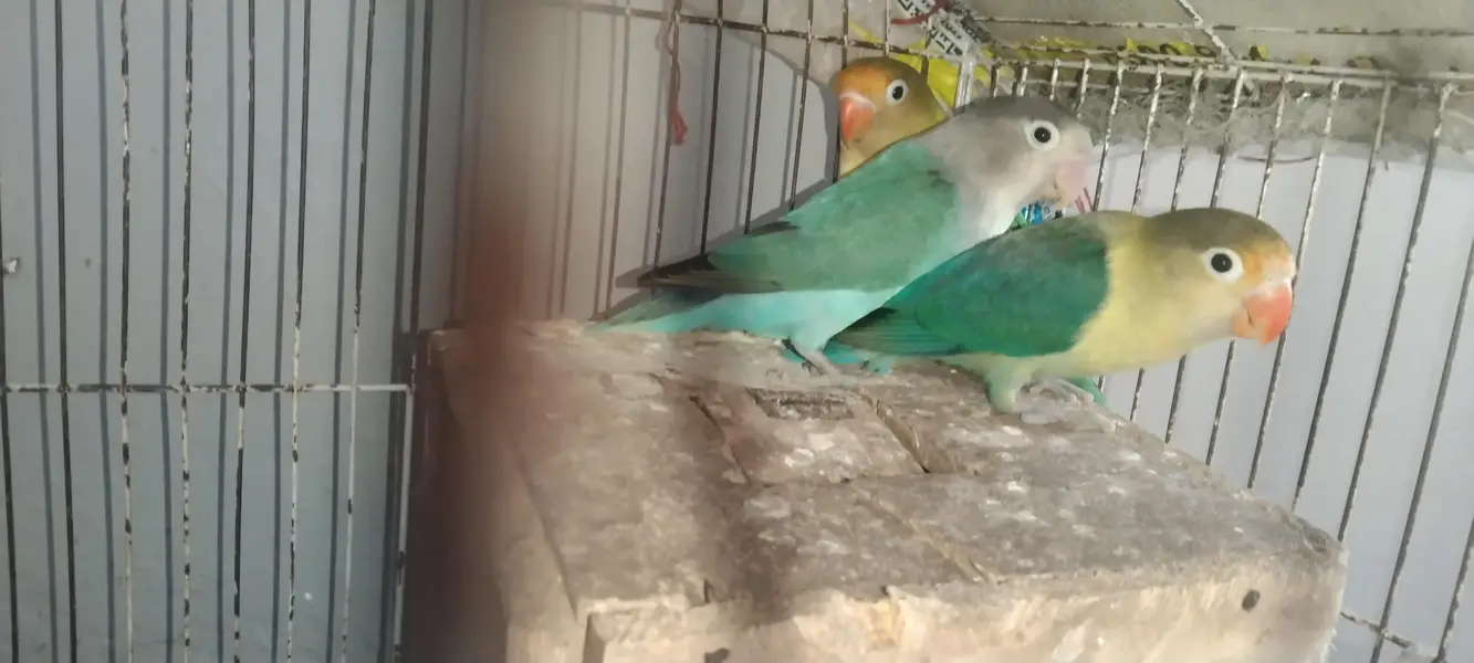 lovebirds pair 2 females 1 male breeder — photo 3