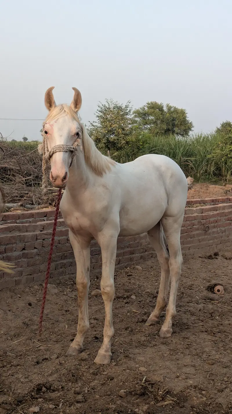 Chandi nukra pure white neza bazi nalain nul Murtaza ki breed