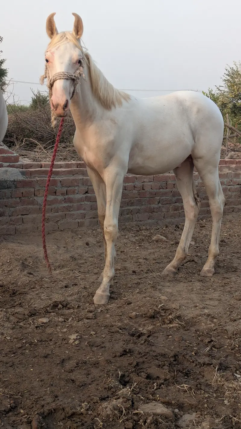 Chandi nukra pure white neza bazi nalain nul Murtaza ki breed — photo 2