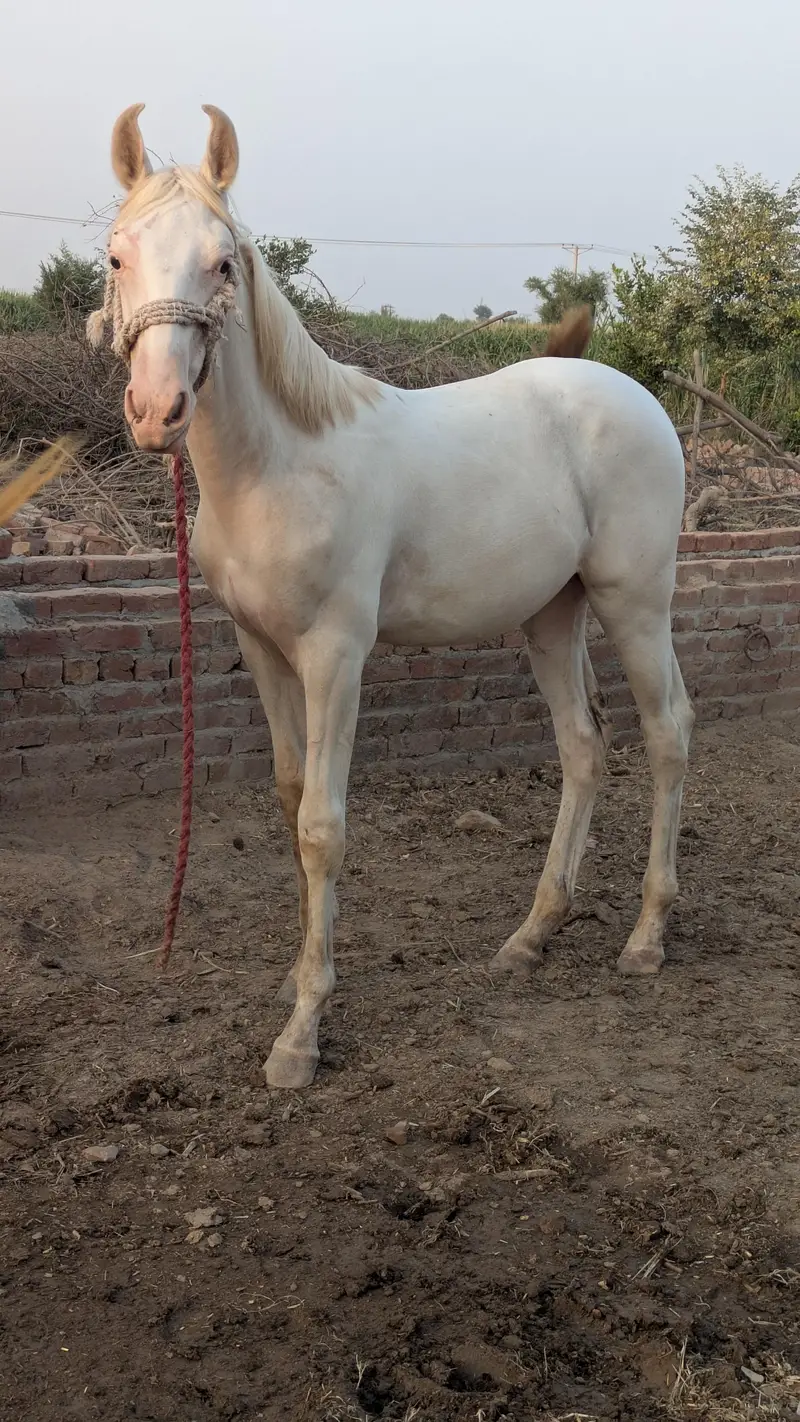 Chandi nukra pure white neza bazi nalain nul Murtaza ki breed — photo 3