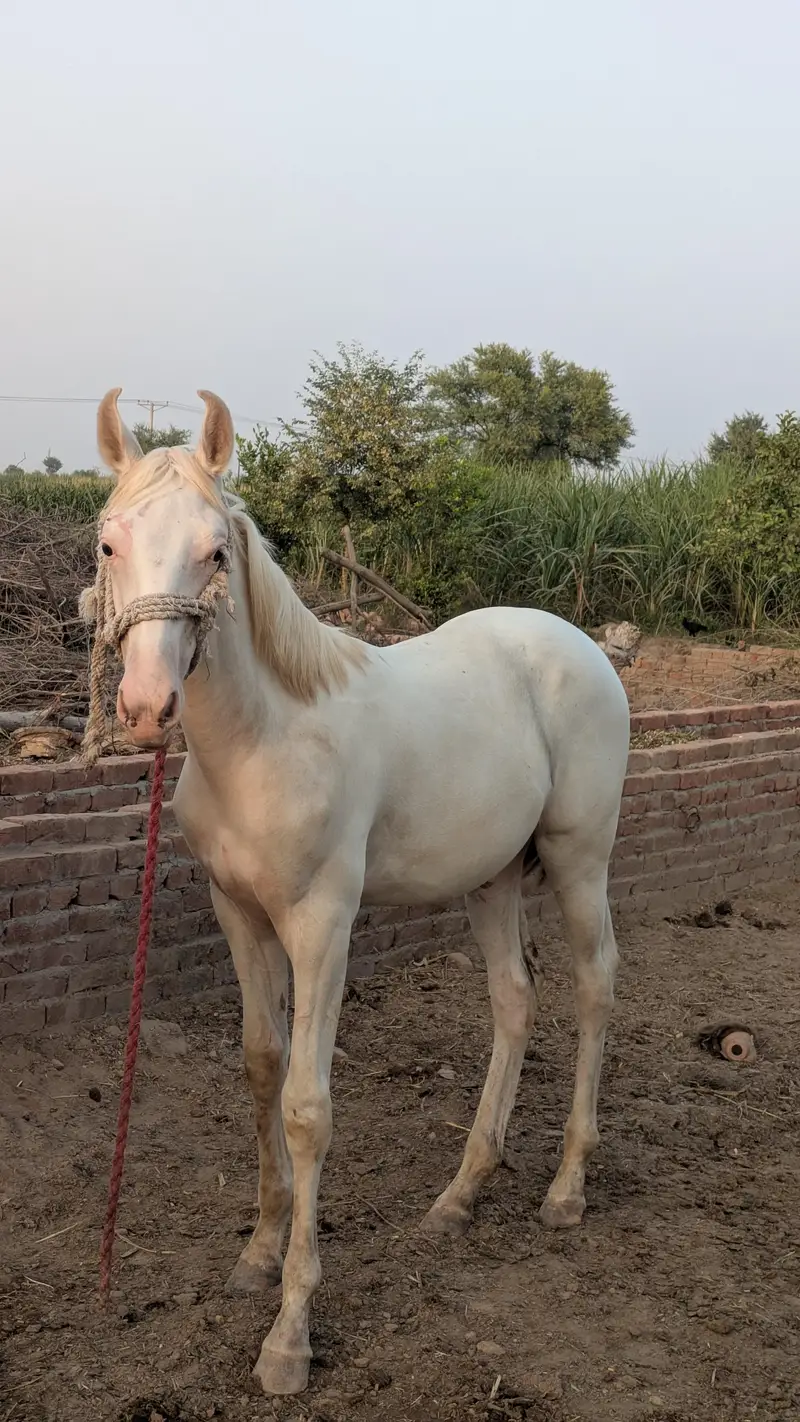 Chandi nukra pure white neza bazi nalain nul Murtaza ki breed — photo 4