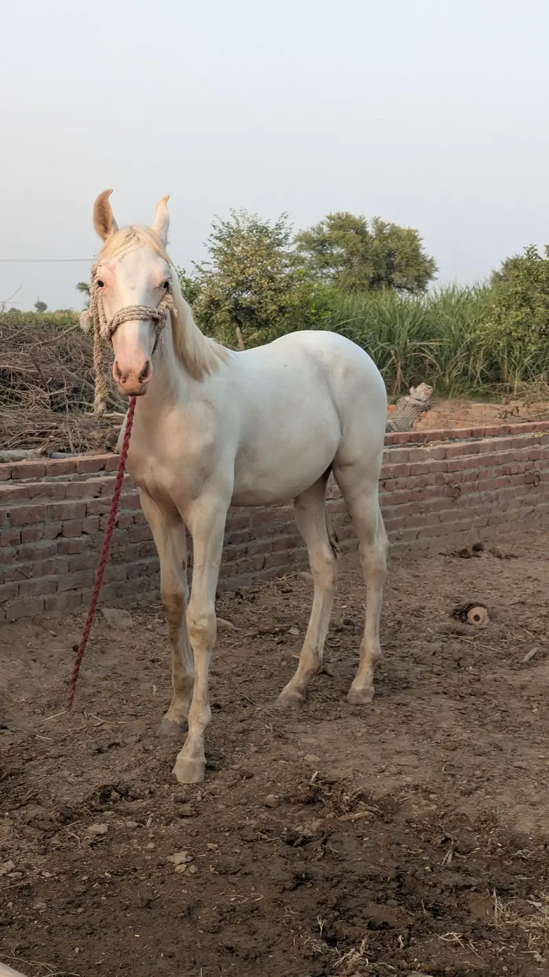 Chandi nukra pure white neza bazi nalain nul Murtaza ki breed — photo 5