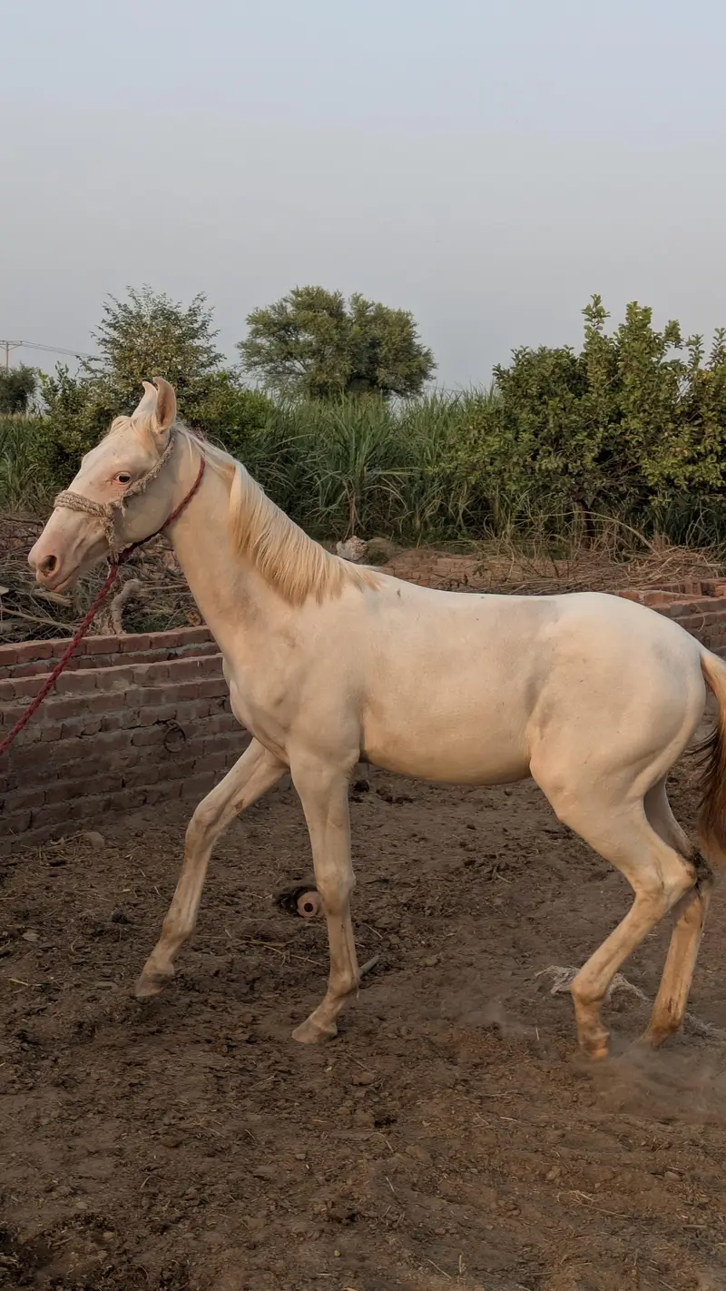 Chandi nukra pure white neza bazi nalain nul Murtaza ki breed — photo 6
