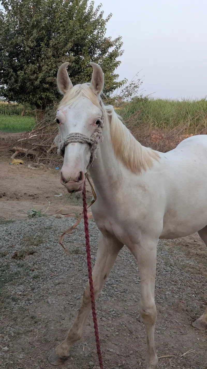 Chandi nukra pure white neza bazi nalain nul Murtaza ki breed — photo 7