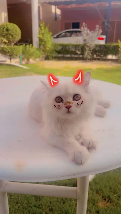 Persian Cat