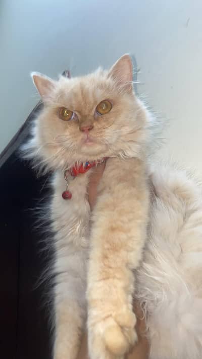 **9 Months Persian Cat  Doll Face | Triple Coated**