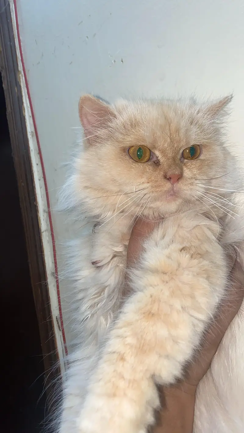 **9 Months Persian Cat  Doll Face | Triple Coated** — photo 2