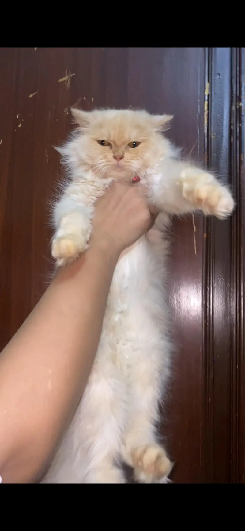 **9 Months Persian Cat  Doll Face | Triple Coated** — photo 3