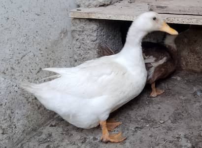 Duck (egg laying)