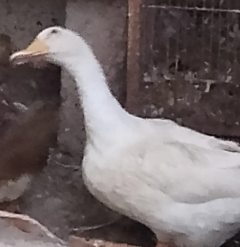 Duck (egg laying) — photo 2