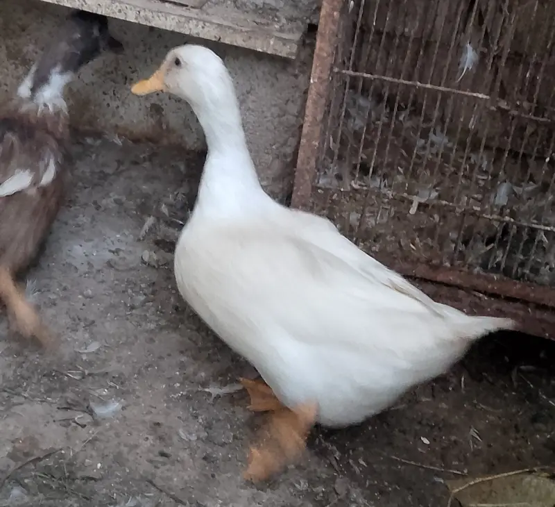 Duck (egg laying) — photo 3