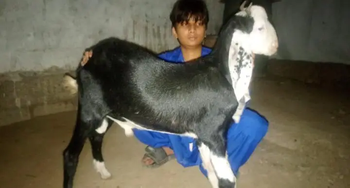 fency breed gulabi or nachi cross — photo 2